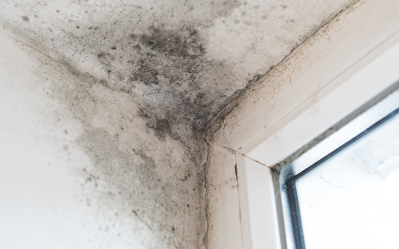 Condition Report Blogs - Mould Condition Report Blogs - Mould
